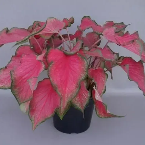 thumbnail for publication: 'Sizzle' and 'Passionista'—Two Lance-Leaved Caladium Cultivars